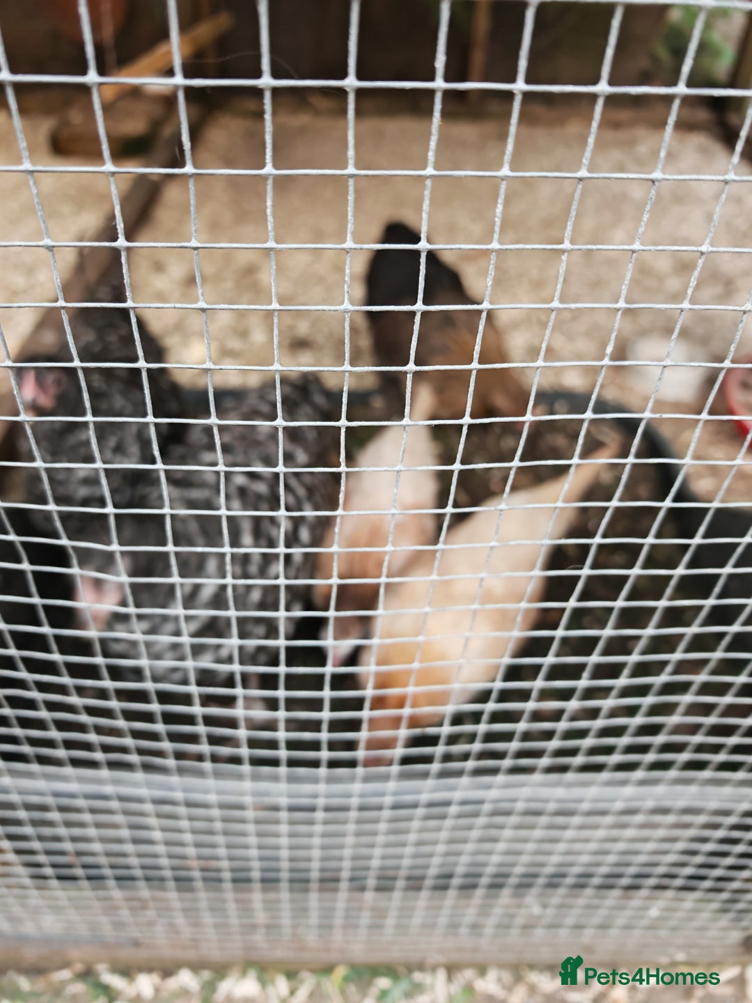 Chickens poultry for sale: Mixed flock ducks, chickens geese - Advert 3