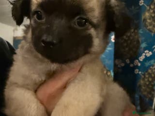 Chinese Crested dogs Chinese Crested Puppies - Advert 2