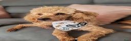 Toy Poodle dogs for sale: Handsome Toy Poodle - Advert 1