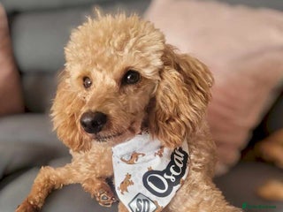 Toy Poodle dogs Handsome Toy Poodle - Advert 1