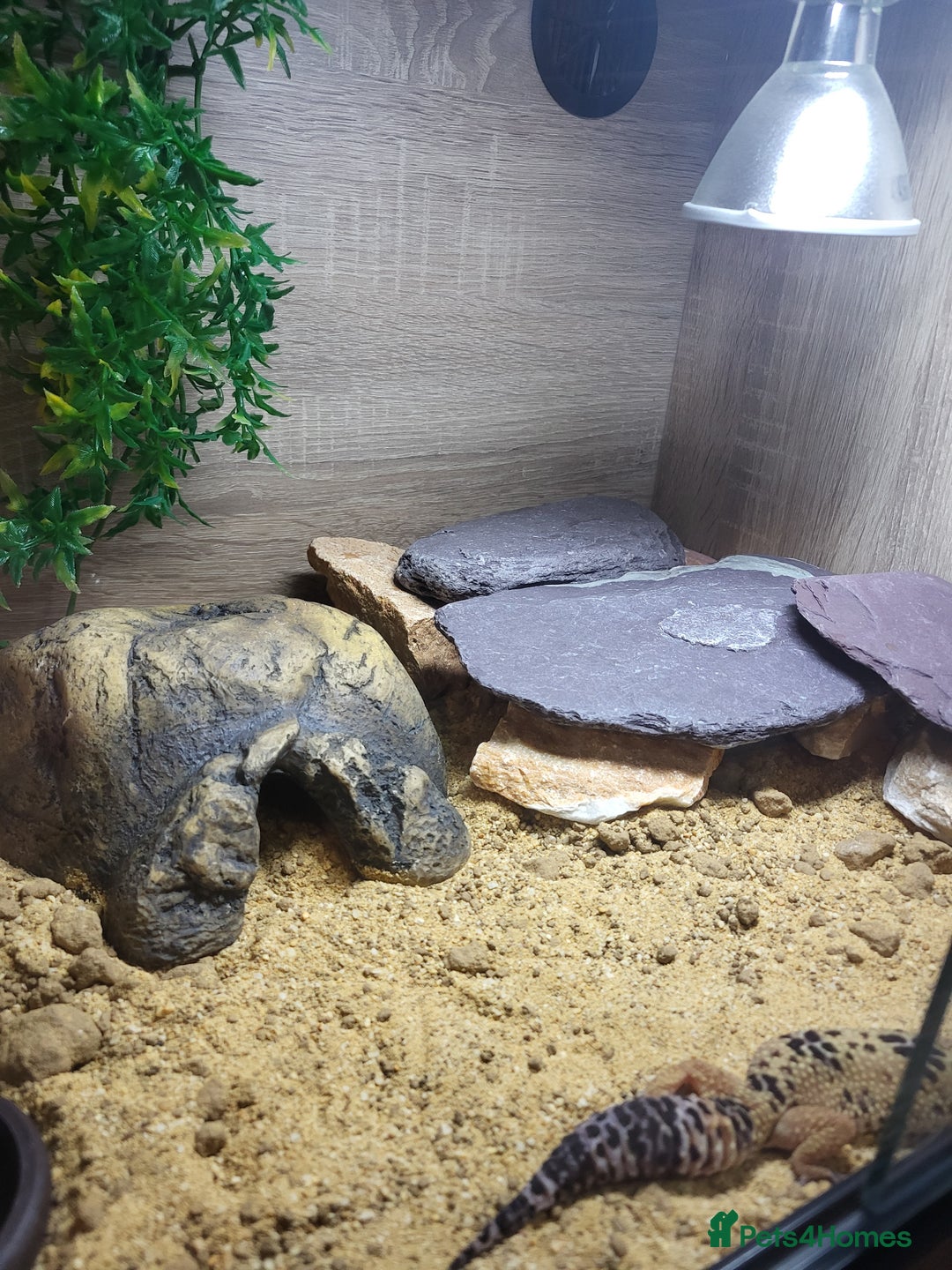 Leopard Gecko reptiles for sale: Leopard gecko  - Advert 4