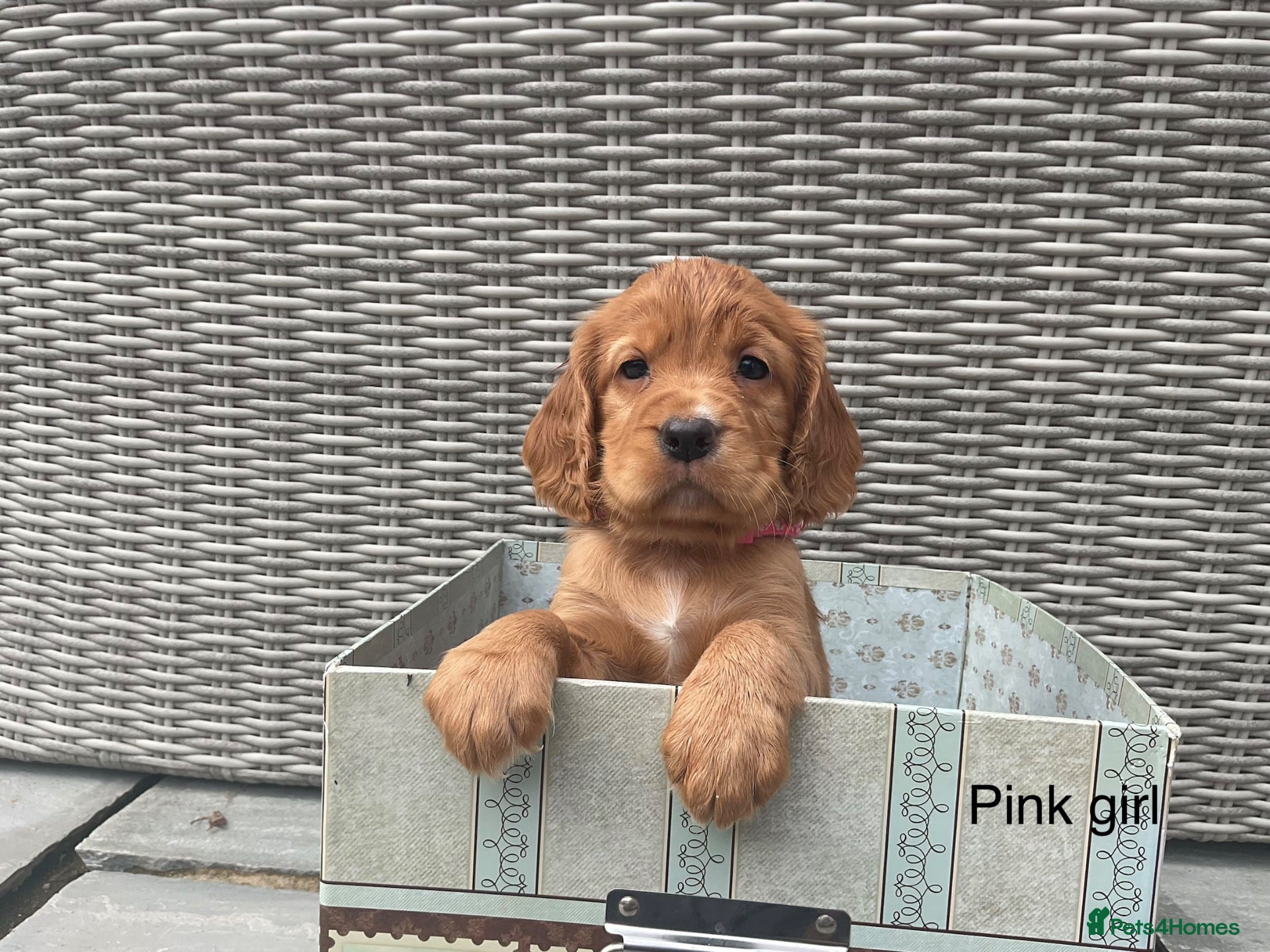 Cocker Spaniel dogs Hereditary clear working cocker spaniels - Advert 1
