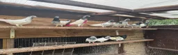 Pigeons birds for sale: Pakistani high flyers for sale  - Advert 3