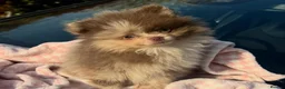 Pomeranian dogs for sale: Lilac Split face Merle female pom  in Burnham-on-Crouch - Advert 2