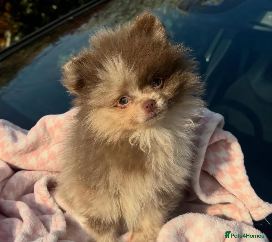 Pomeranian dogs for sale: Lilac Split face Merle female pom  in Burnham-on-Crouch - Advert 2