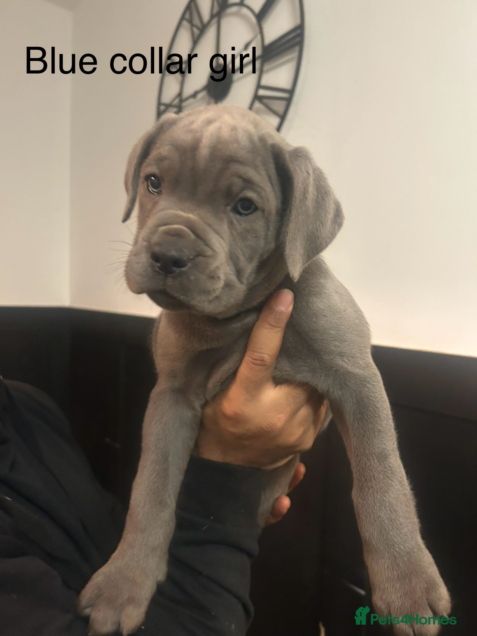 Cane Corso dogs Cane Corso Puppies  - Advert 7