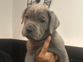 Cane Corso dogs Cane Corso Puppies - Advert 3