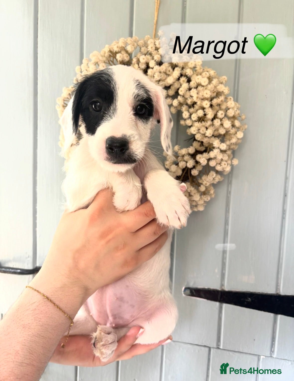 Mixed Breed dogs Miniature Poodle Cross Puppies – 4 Remaining - Advert 2