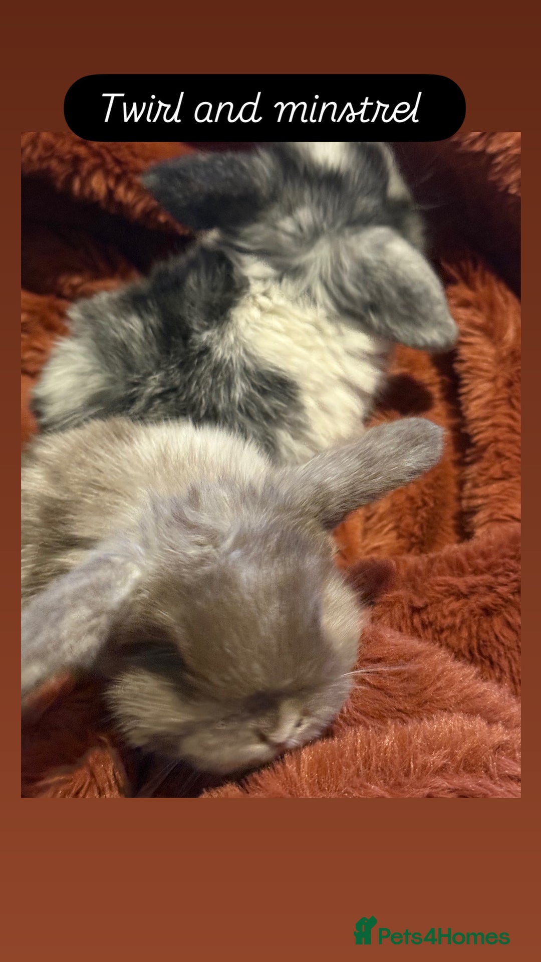 Mini Lop rabbits for sale: Gorgeous Mini Lops  - Advert 23