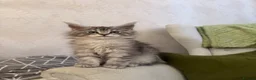 Maine Coon cats for sale: Maine coon kittens - Advert 1