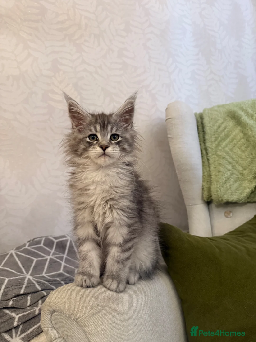 Maine Coon cats for sale: Maine coon kittens - Advert 1
