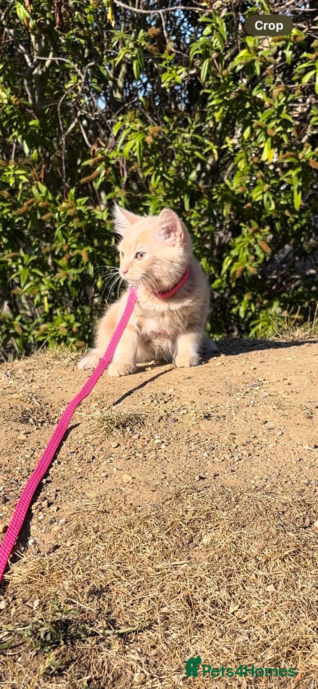 Maine Coon cats for sale: Ginger Maine Coon Kitten 9 Month - Advert 1