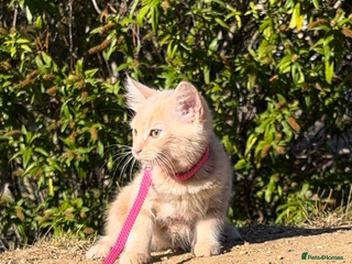 Maine Coon cats Ginger Maine Coon Kitten 9 Month - Advert 1
