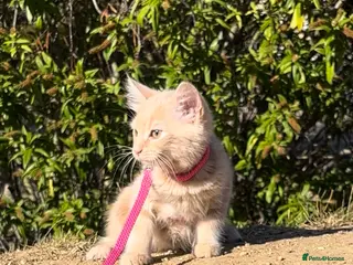 Maine Coon cats Ginger Maine Coon Kitten 9 Month - Advert 18