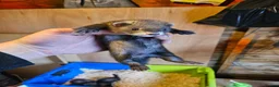 Ferret rodents for sale: FULL EU POLECAT  in Jarrow - Advert 2