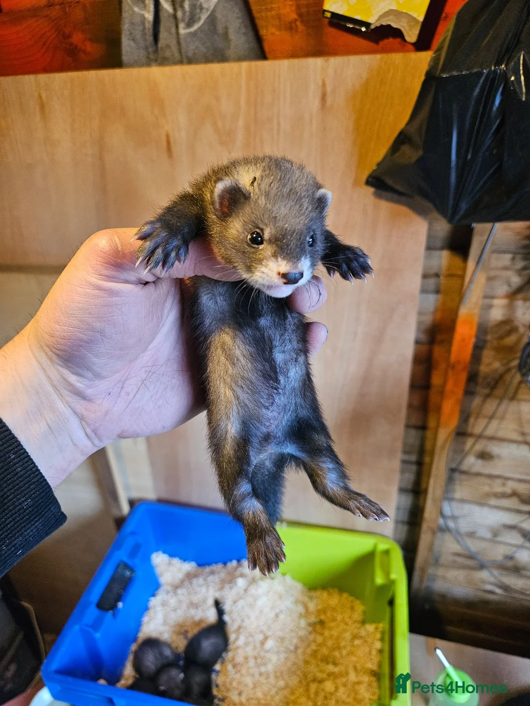 Ferret rodents for sale: FULL EU POLECAT  in Jarrow - Advert 2