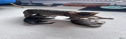 Savannah cats for sale: LAST KITTEN AVAILABLE🏆F4 TICA Registered Savannah - Advert 11