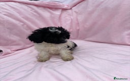 Cavapoo dogs for sale: Ready now Cavapoo puppies for sale  - Image 17