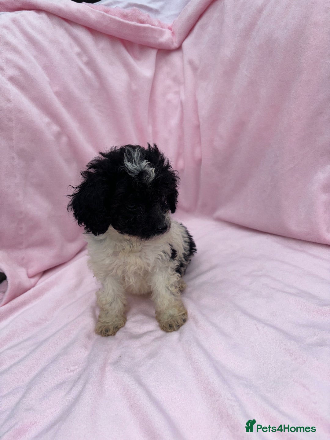 Cavapoo dogs for sale: Ready now Cavapoo puppies for sale  - Image 17
