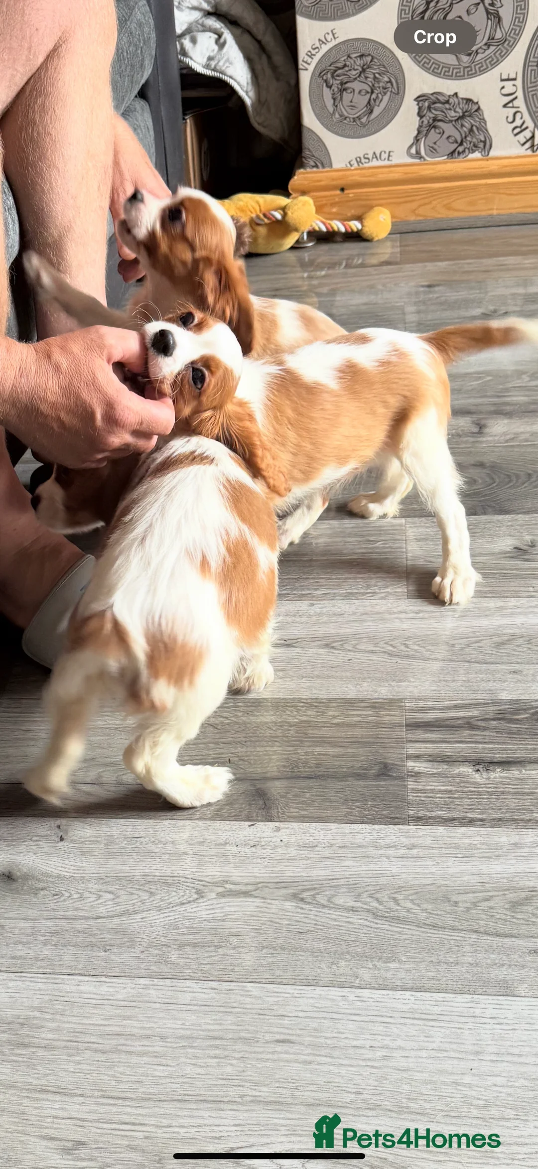 Cavalier King Charles Spaniel dogs for stud: Kc dna clear cavalier boy for stud  in Huddersfield - Advert 6