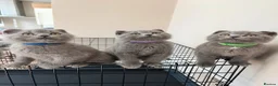 British Shorthair cats for sale: Beautiful British Shorthair Kittens  in London - Advert 9
