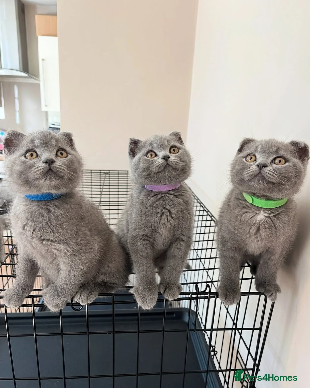 British Shorthair cats for sale: Beautiful British Shorthair Kittens  in London - Advert 9