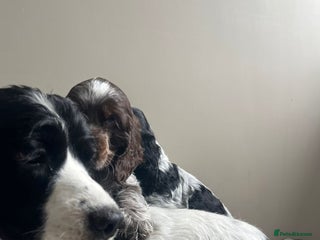 Cocker Spaniel dogs - Advert 1