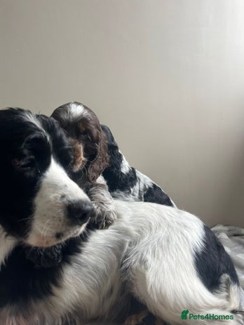Cocker Spaniel dogs - Advert 5