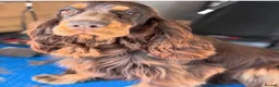 Cocker Spaniel dogs for sale: KC Registered Show cockers  - Advert 2