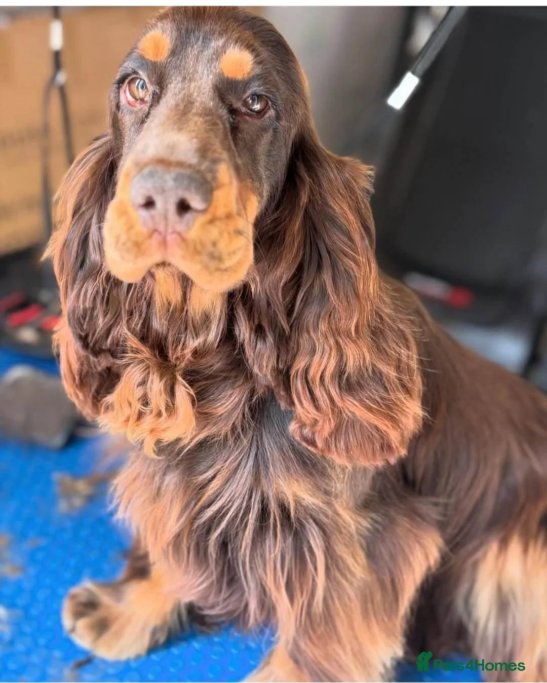 Cocker Spaniel dogs for sale: KC Registered Show cockers  - Advert 2