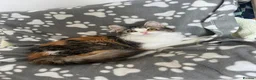 Domestic Shorthair cats for sale: Female cat medium haired girl  - Advert 6
