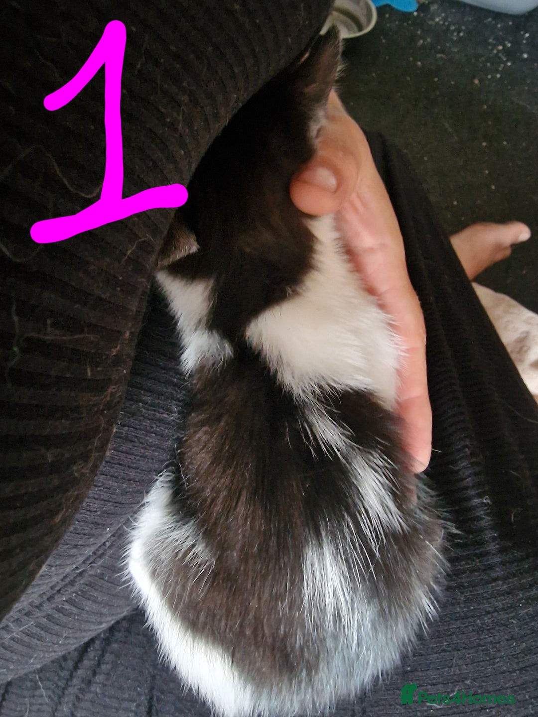 Domestic Shorthair cats for sale: Kittens for sale  - Image 6