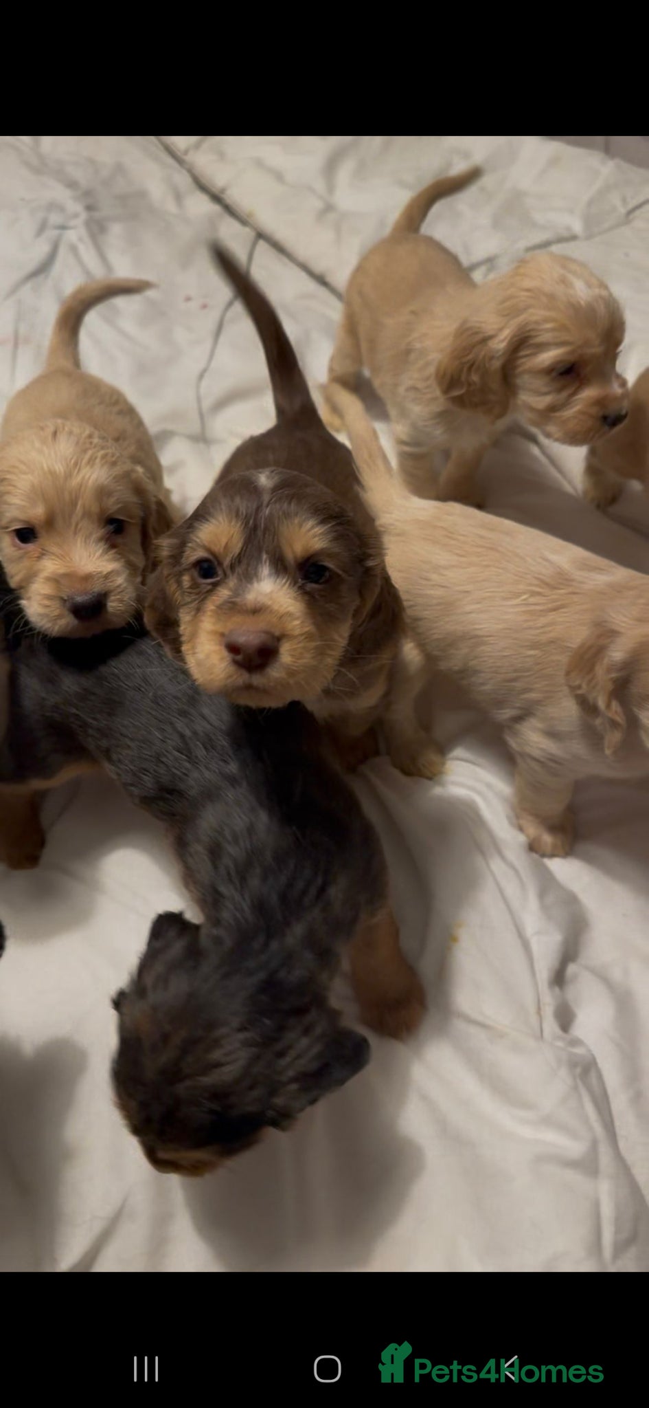 Cocker Spaniel dogs Cockerspaniel puppies - Advert 5