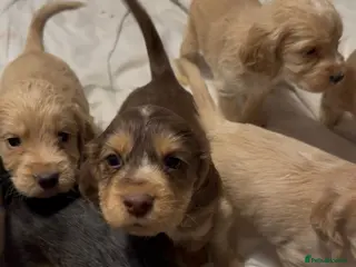 Cocker Spaniel dogs Cockerspaniel puppies - Advert 5