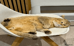 Scottish Fold cats for sale: Beautiful Scottish Fold Cat Looking 4 Loving Home - Image 5