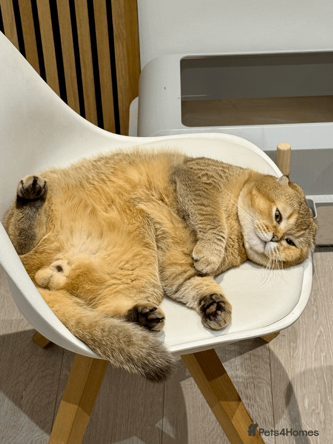 Scottish Fold cats for sale: Beautiful Scottish Fold Cat Looking 4 Loving Home - Image 5