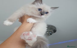 Ragdoll cats for sale: The cutest beautiful Ragdoll kittens! Ready :) - Image 7
