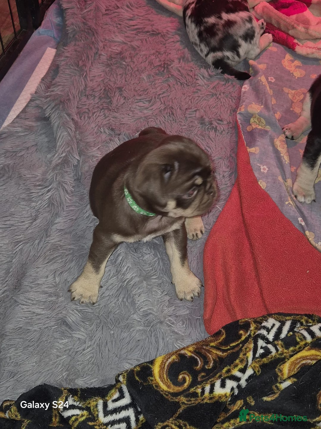 Pug dogs for sale: KC reg Pug puppies  - Advert 13
