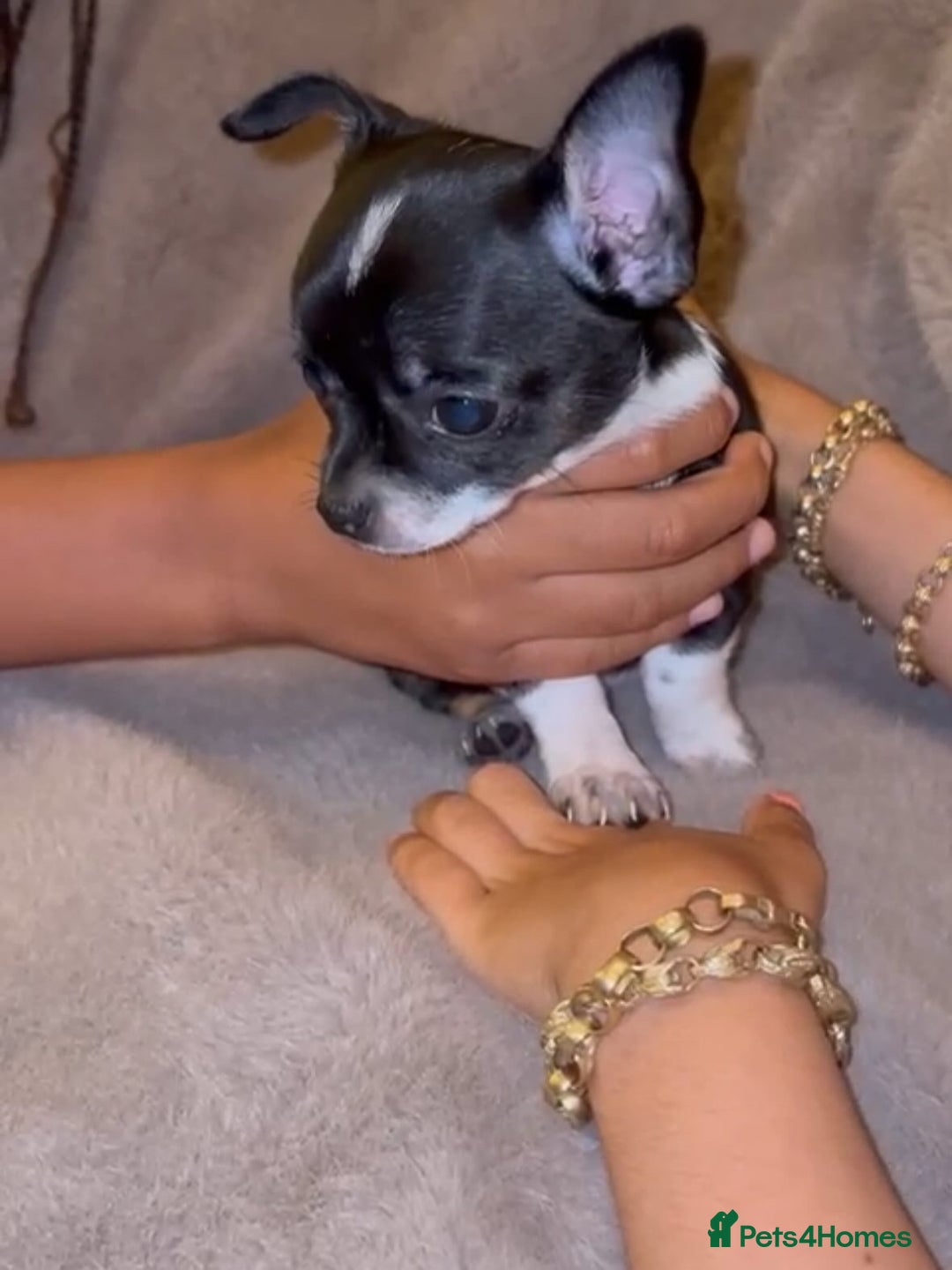 Chihuahua dogs for sale: 🌸🐶 Chihuhua Puppies 🐶🌸 - Image 12