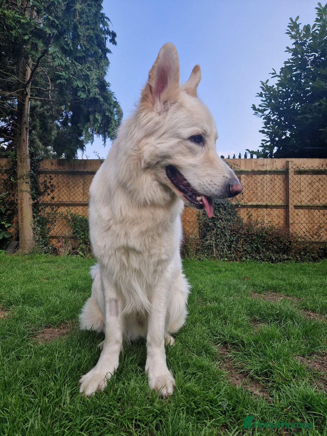 German Shepherd dogs for stud: White German Shepherd Dog - Stud - KC Registered  in Birmingham - Image 2
