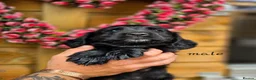 Mixed Breed dogs for sale: Spangold puppies  - Advert 6