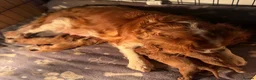 Cavalier King Charles Spaniel dogs for sale: KC Registered Cavalier King Charles Spaniel Puppys in Gravesend - Advert 15