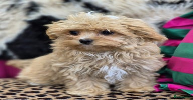Maltipoo dogs - Advert 13