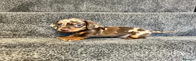 Miniature Dachshund Puppy 1