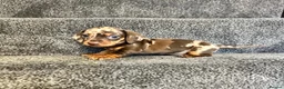 Miniature Dachshund dogs for sale: KC registered PRA clear miniature dachshunds - Advert 7