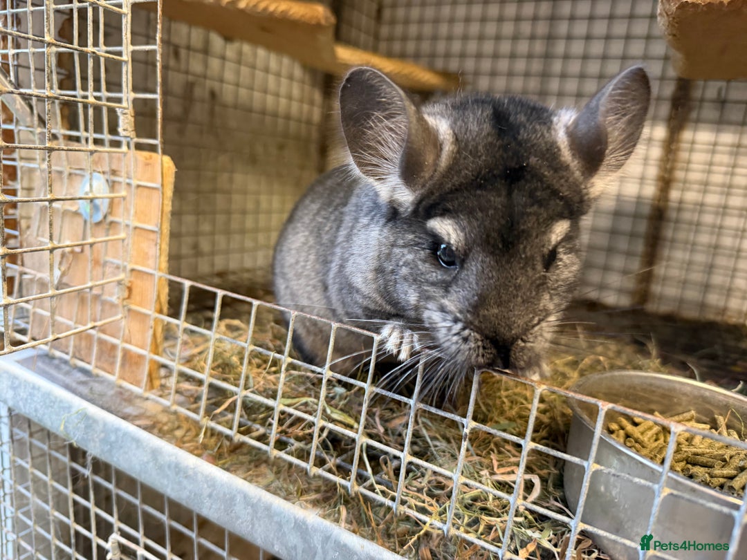 Chinchilla rodents for sale: Males and female chinchillas.  - Advert 16