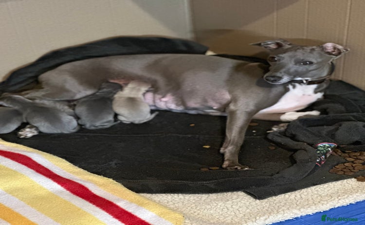 Italian Greyhound dogs - Advert 3