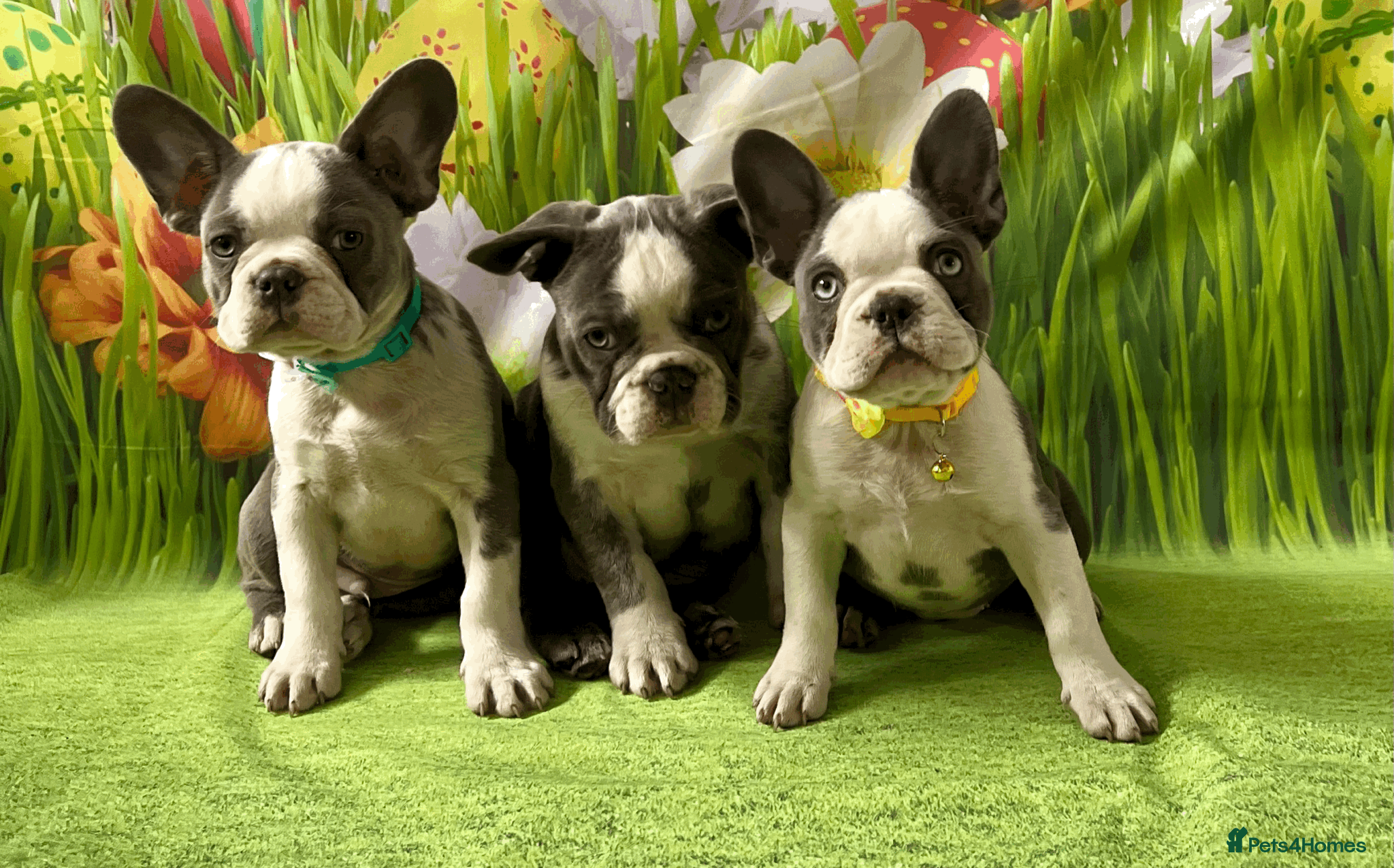 French Bulldog dogs KC Registered French Bulldog Puppies Ready  - Advert 4