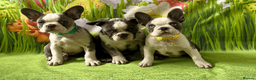 French Bulldog dogs for sale: KC Registered French Bulldog Puppies Ready  - Advert 4