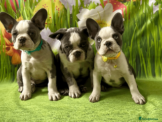 French Bulldog dogs KC Registered French Bulldog Puppies Ready - Advert 4